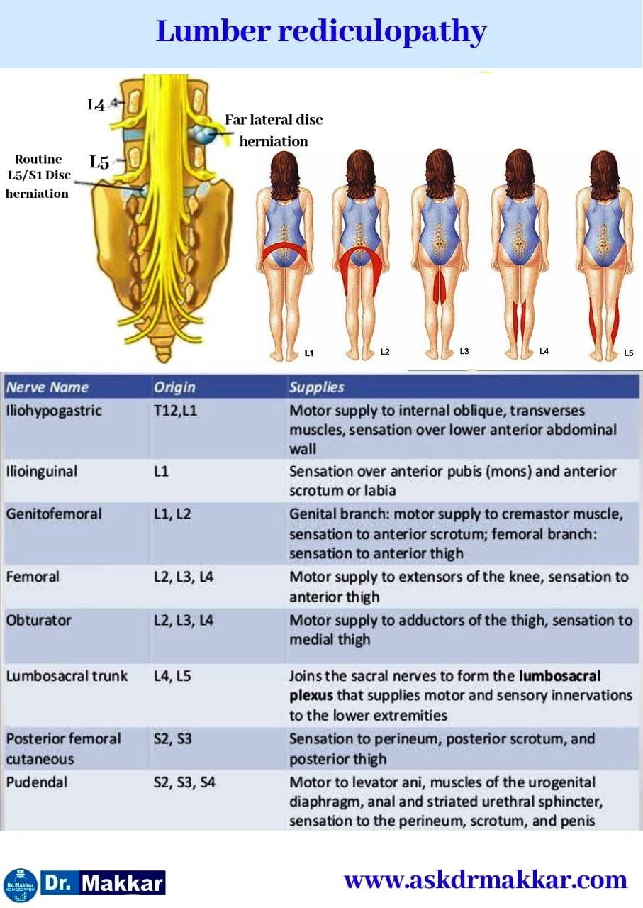 l4 lumbar